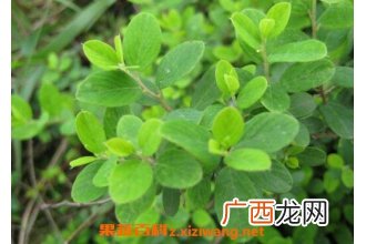 中药铁包金的功效与作用及药用价值