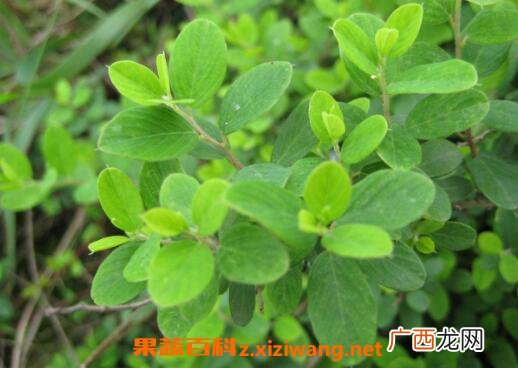 中药铁包金的功效与作用及药用价值