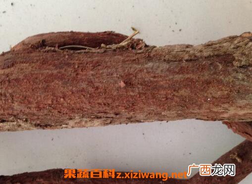 中药红穿破石的功效和作用及药用价值