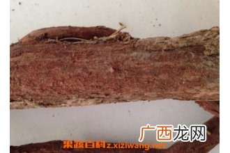 中药红穿破石的功效和作用及药用价值