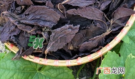 紫苏叶泡脚适合哪些人_紫苏叶泡脚不适合哪些人