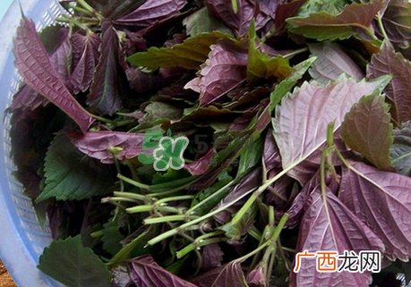 紫苏叶泡脚有什么功效_紫苏叶怎么泡脚最有效