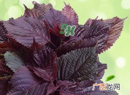 紫苏叶泡脚有什么功效_紫苏叶怎么泡脚最有效