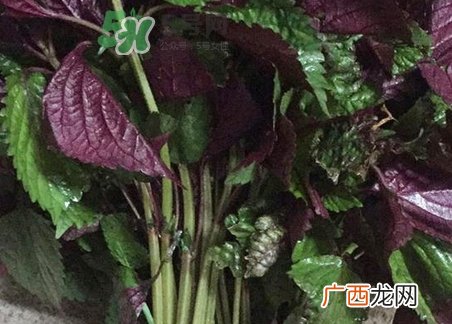 紫苏叶泡脚有什么功效_紫苏叶怎么泡脚最有效