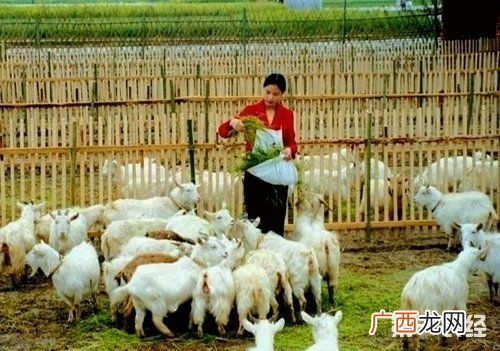 养羊技术大全免费阅读 养羊技术一