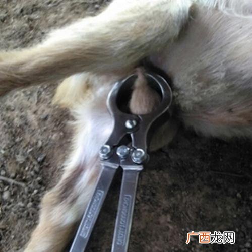 发酵床的制作方法 发酵床养殖技术视频