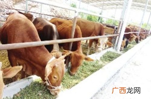 养牛的技术 种草养牛技术视频