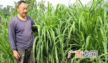 养牛的技术 种草养牛技术视频