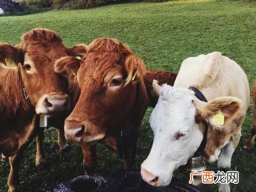养牛的技术 种草养牛技术视频