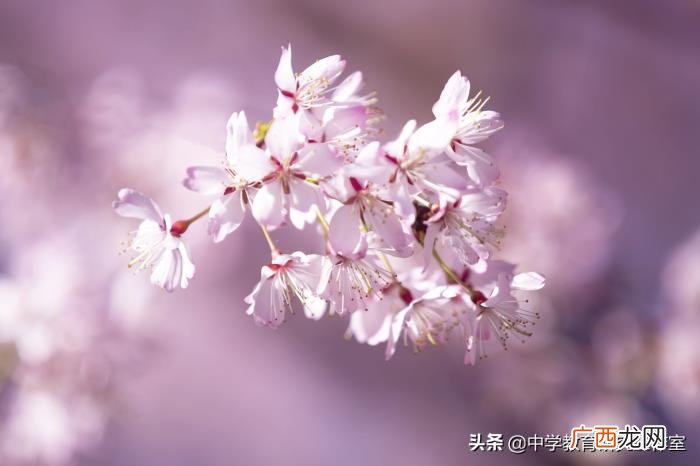 整理十首赞美樱花的诗 关于樱花的唯美诗句