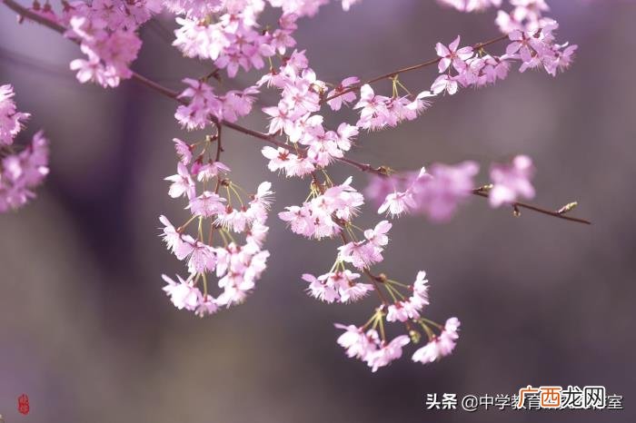 整理十首赞美樱花的诗 关于樱花的唯美诗句
