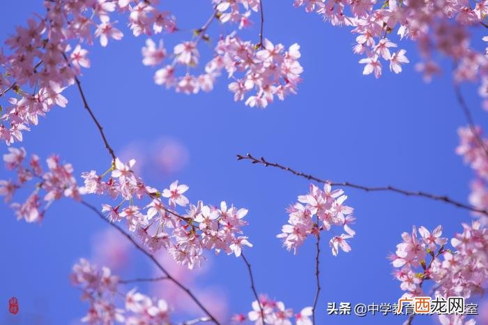 整理十首赞美樱花的诗 关于樱花的唯美诗句