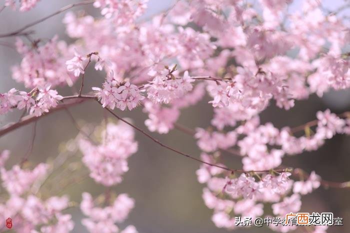 整理十首赞美樱花的诗 关于樱花的唯美诗句