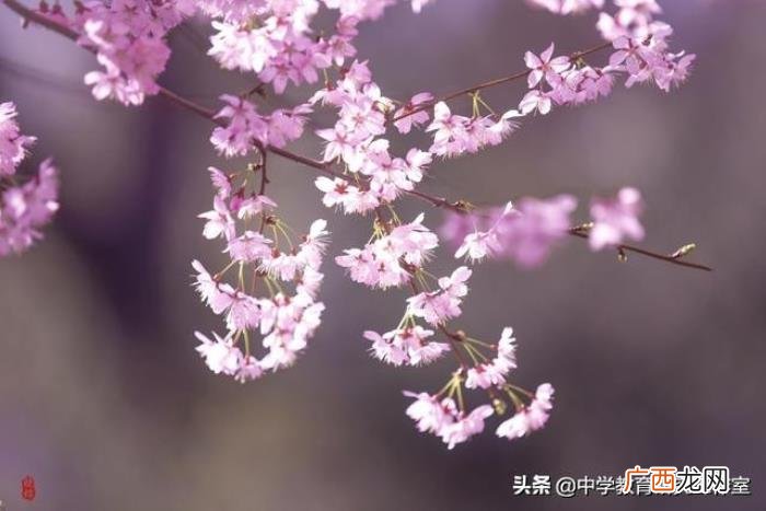 整理十首赞美樱花的诗 关于樱花的唯美诗句