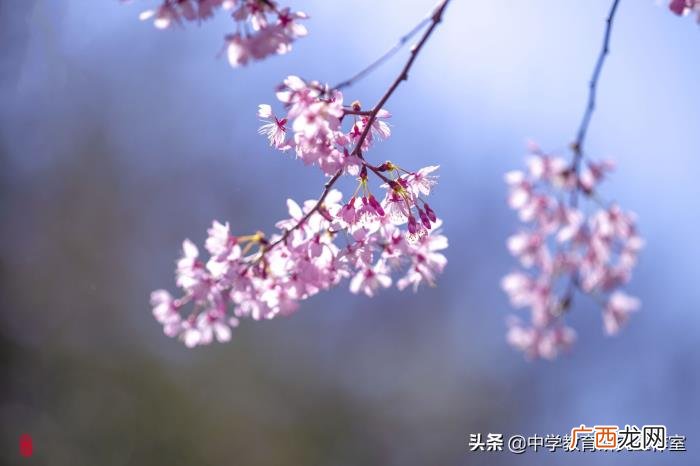 整理十首赞美樱花的诗 关于樱花的唯美诗句