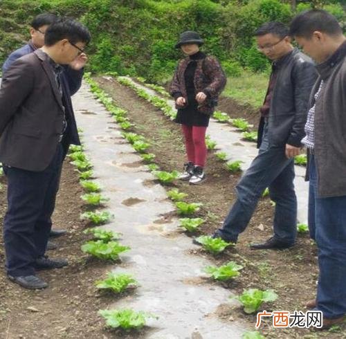 散养土鸡的养殖与管理技术 2017土鸡散养养殖技术