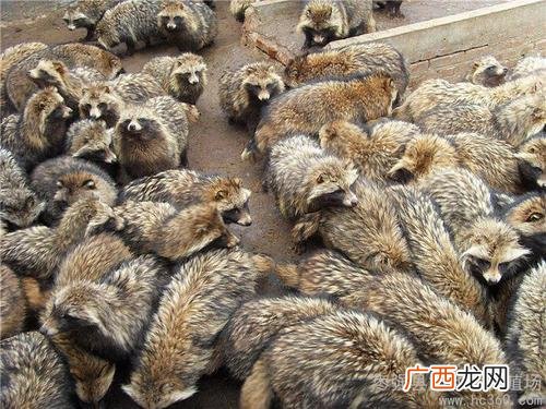貉子咬人吗 公貉子的饲养技术