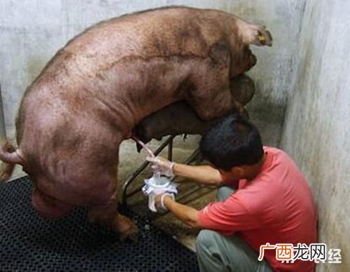 猪人工授精次数几次为好 给猪人工授精技术视频