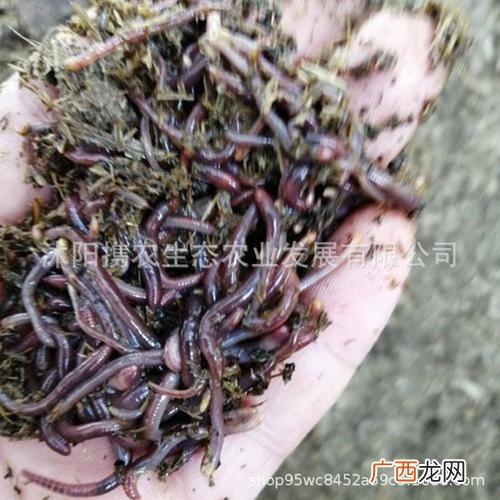 广地龙养殖技术 地龙的养殖技术视频