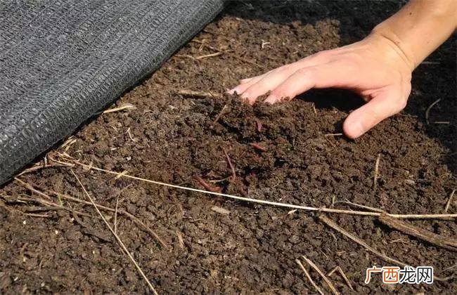 牛粪养殖蚯蚓技术视频 猪粪养殖蚯蚓技术视频