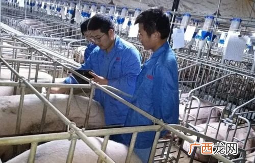 今天有哪些猪场在招聘工作 养猪场技术员