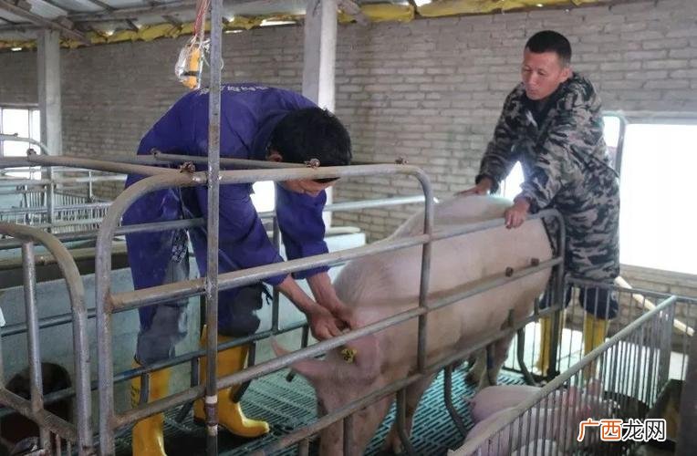 今天有哪些猪场在招聘工作 养猪场技术员