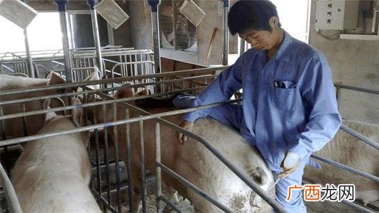 养猪场饲养员好干吗 养猪技术员有前途吗