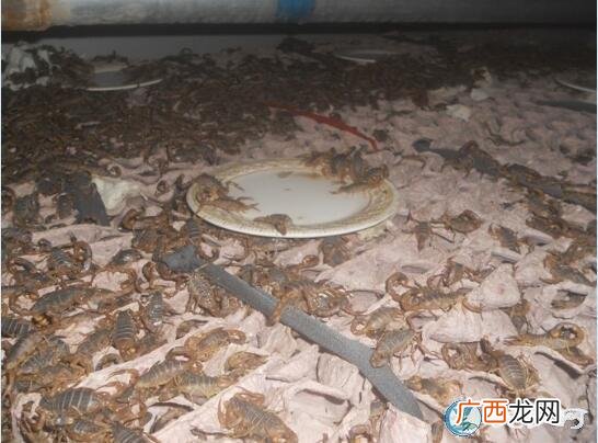 北方人工养蝎技术视频 最新养蝎技术视频