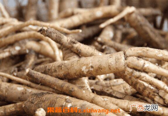 南沙参的功效与作用 南沙参的食用禁忌