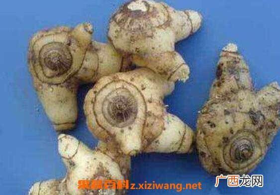 白芨的功效与作用 白芨的药用价值