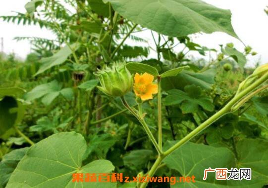 苘麻根的功效与作用及药用价值