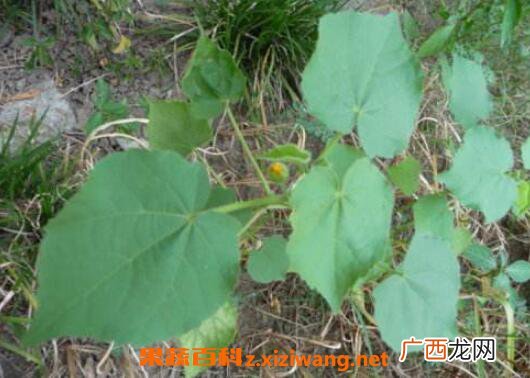 苘麻根的功效与作用及药用价值