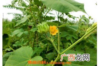 苘麻根的功效与作用及药用价值