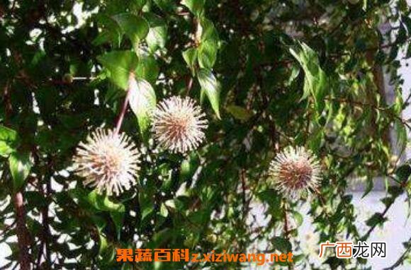 水团花根的功效与作用及药用价值