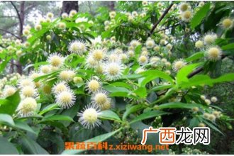 水团花根的功效与作用及药用价值