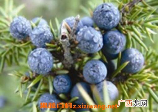 杜松实的功效与作用 杜松实的药用价值