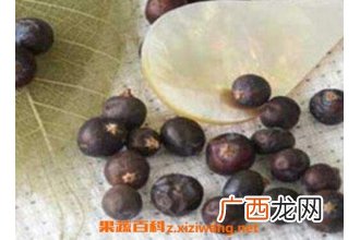 杜松实的功效与作用 杜松实的药用价值
