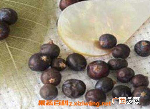 杜松实的功效与作用 杜松实的药用价值