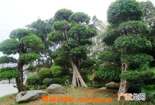 榕树胶汁的功效与作用 榕树胶汁的药用价值