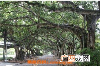榕树胶汁的功效与作用 榕树胶汁的药用价值