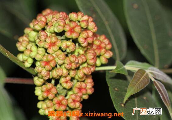 吴茱萸的功效与作用 吴茱萸的药用价值