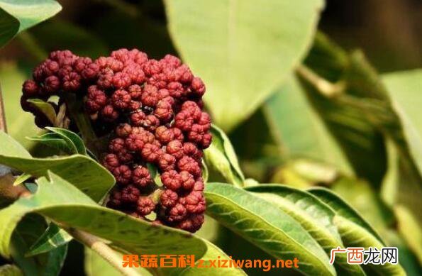吴茱萸的功效与作用 吴茱萸的药用价值