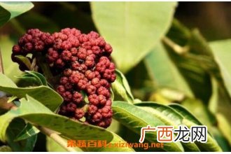 吴茱萸的功效与作用 吴茱萸的药用价值
