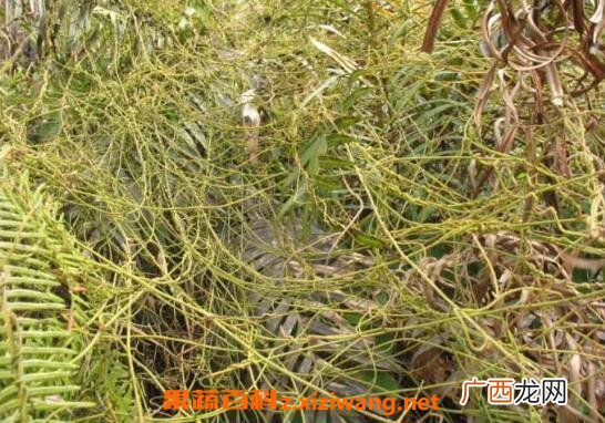 无根藤的功效与作用 无根藤的药用价值