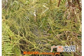无根藤的功效与作用 无根藤的药用价值