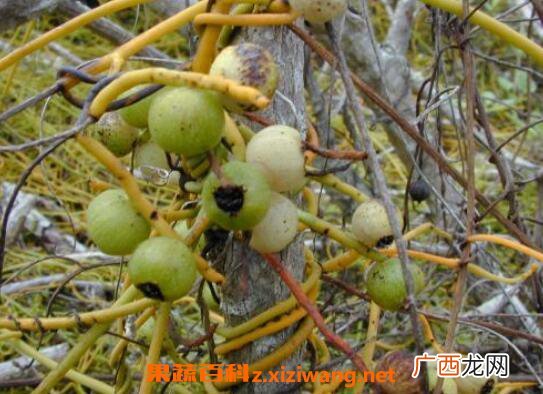 无根藤的功效与作用 无根藤的药用价值