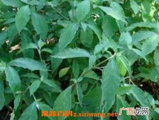 铁包金的功效与作用 铁包金的药用价值
