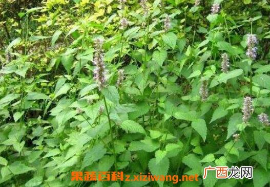 铁包金的功效与作用 铁包金的药用价值
