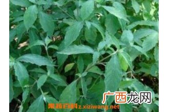 铁包金的功效与作用 铁包金的药用价值