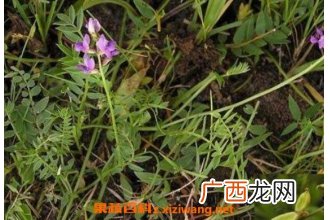 醉马草的功效与作用 醉马草的药用价值